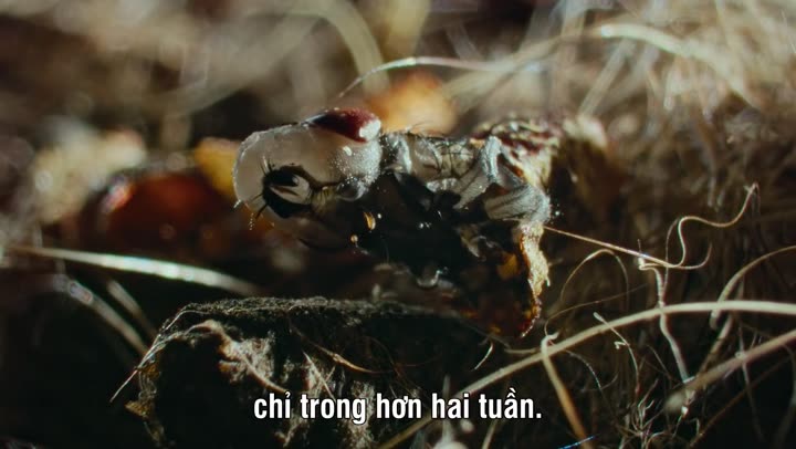 Tập 2 phim Ác Mộng Của Thiên Nhiên