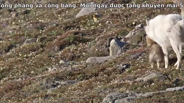 Tập 3 phim Hành Tinh Băng Giá