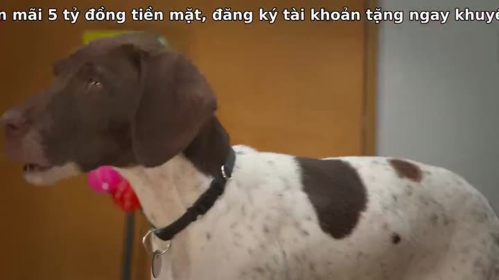 Hình ảnh tập 3 Super PupZ: Những chú cún siêu năng