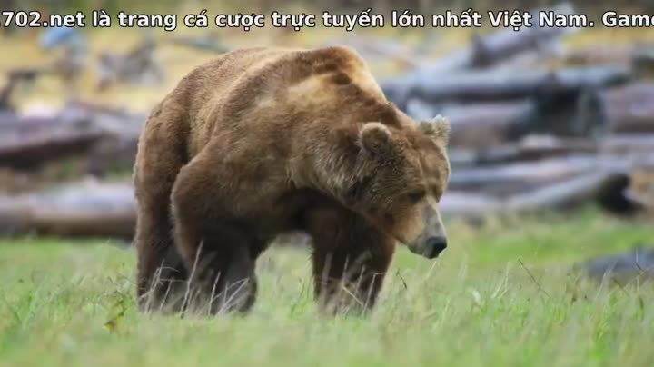 Hình ảnh tập 3 Động vật (Phần 2)