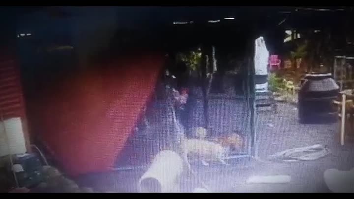 Tập 5 phim Những chú chó