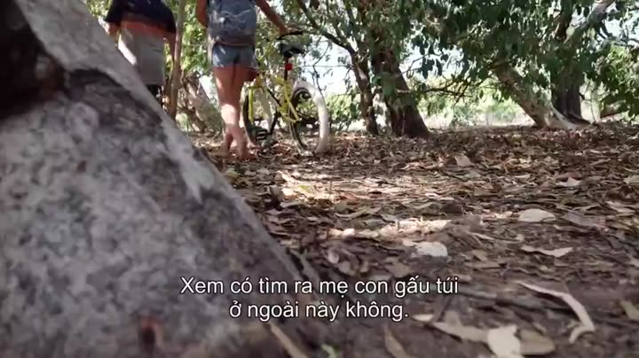 Tập 2 phim Thế giới gấu túi của Izzy (Phần 1)