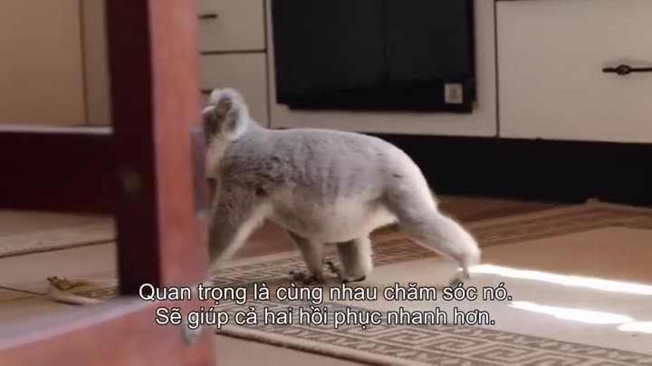 Hình ảnh tập 6 Thế giới gấu túi của Izzy (Phần 1)