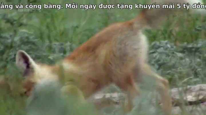 Tập 4 phim Thiên Nhiên Hoang Dã Trung Quốc