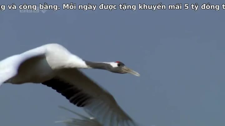 Tập 6 phim Thiên Nhiên Hoang Dã Trung Quốc